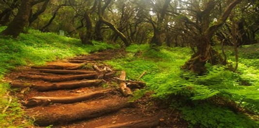 Parque Nacional de Garajonay. La Gomera